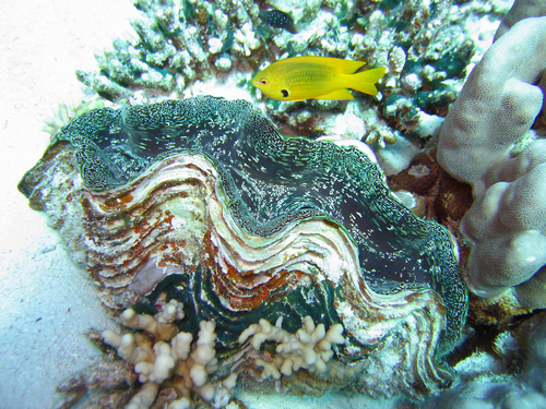 Sulfur Damsel — seen at this dive site