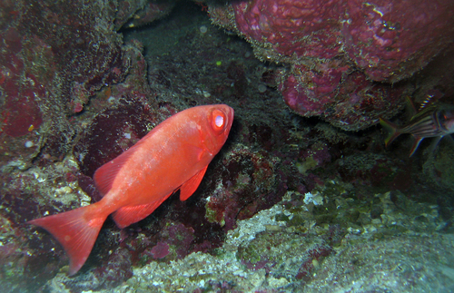 Crescent-tail Bigeye — seen at this dive site