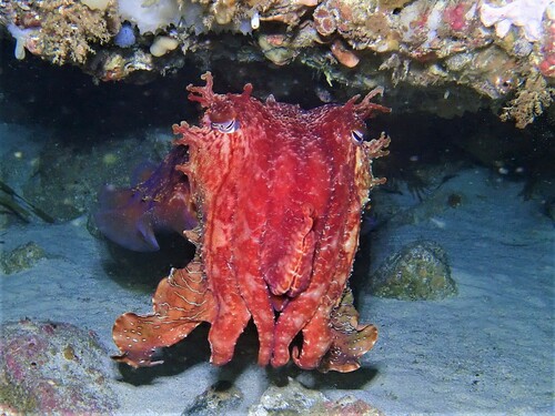 Australian Giant Cuttlefish