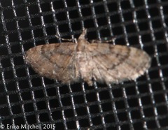 Eupithecia columbiata