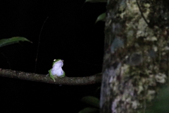 Amami Green Tree Frog photo 5