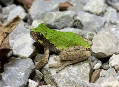 Hyla avivoca