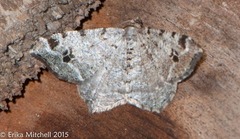 Macaria pinistrobata