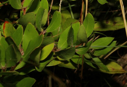 Image of Persoonia laurina by (c) Greg Tasney, some rights reserved (CC BY-SA)