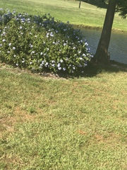 Plumbago auriculata