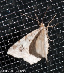 Macaria pinistrobata
