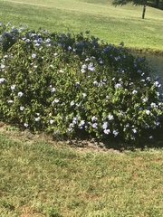 Plumbago auriculata