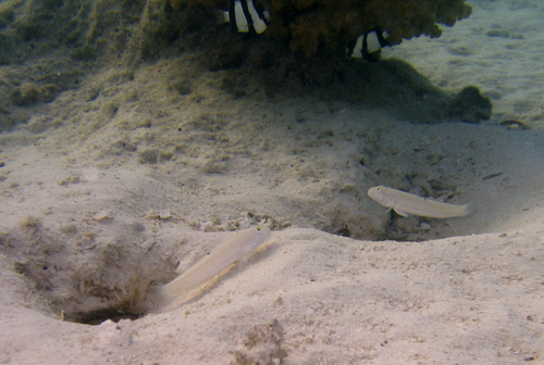 Sixspot Glidergoby — seen at this dive site