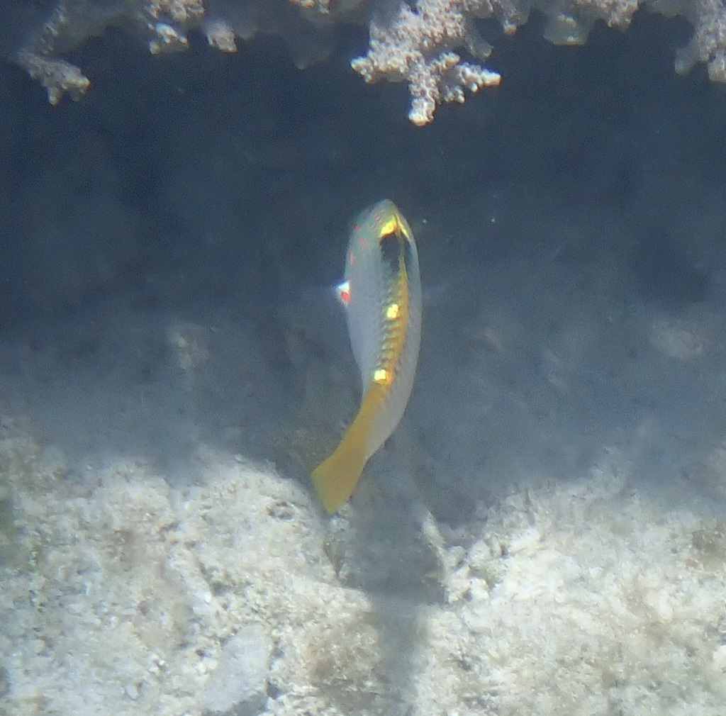 Checkerboard wrasse