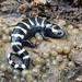 Marbled Salamander - Photo (c) edporopat, some rights reserved (CC BY-NC), uploaded by edporopat