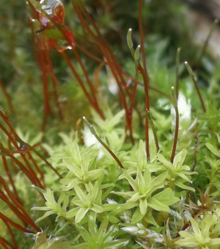 fúzačik nechtovitý (Barbula unguiculata)