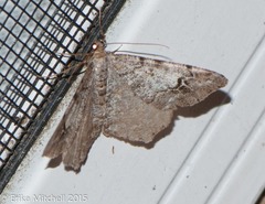 Macaria pinistrobata