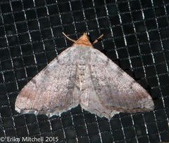 Macaria minorata