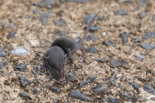 Lesser Ryukyu Shrew (Crocidura watasei) — Least Concern Mammalia