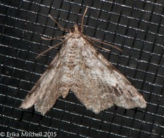 Macaria pinistrobata