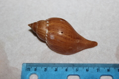 Fasciolaria