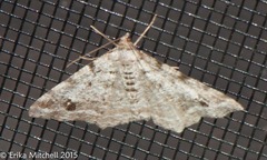 Macaria pinistrobata