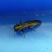 Agrilus tempestivus - Photo ללא זכויות יוצרים