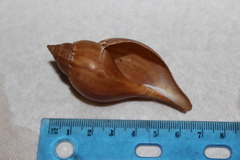 Fasciolaria