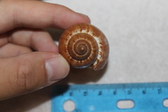 Fasciolaria