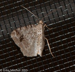 Macaria pinistrobata