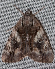 Catocala blandula
