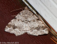 Macaria pinistrobata