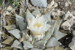 Ariocarpus retusus
