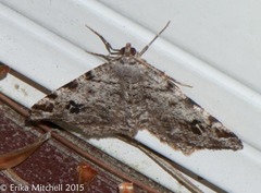 Macaria pinistrobata