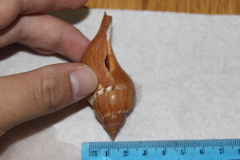 Fasciolaria