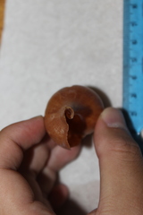 Fasciolaria