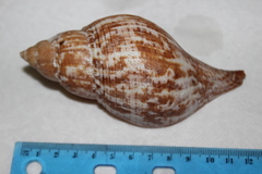 Fasciolaria