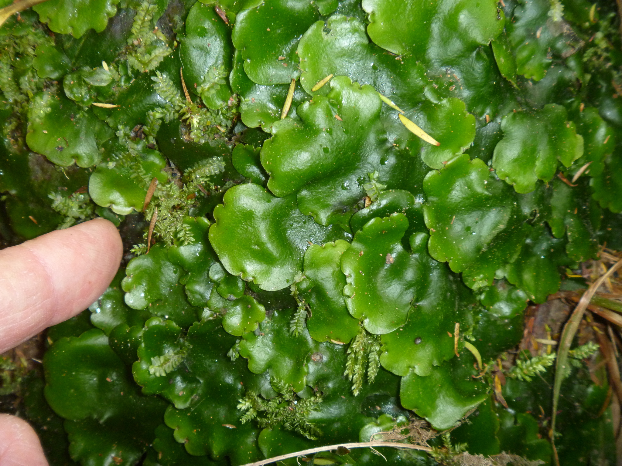 Monoclea forsteri
