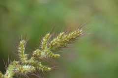 Echinochloa walteri