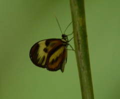 Papilionoidea
