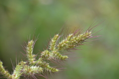 Echinochloa walteri