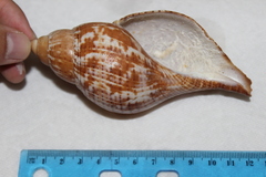 Fasciolaria