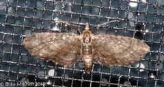Eupithecia columbiata