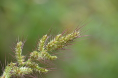 Echinochloa walteri