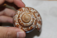 Fasciolaria