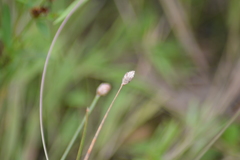 Eleocharis melanocarpa