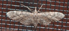 Eupithecia columbiata