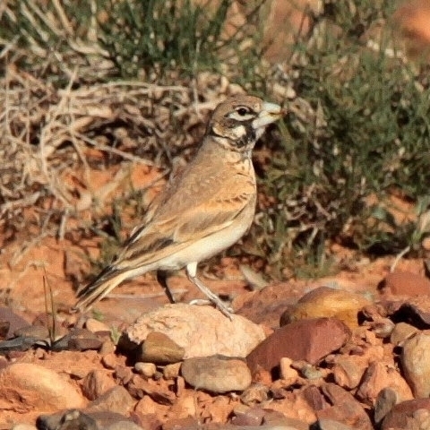 Thick-billed Lark (Ramphocoris clotbey), photo 9