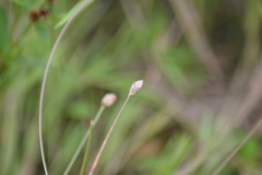 Eleocharis melanocarpa