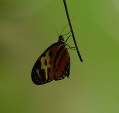 Papilionoidea