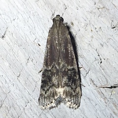 Euzophera semifuneralis