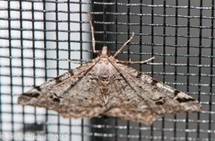 Macaria pinistrobata