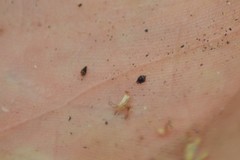 Eleocharis melanocarpa