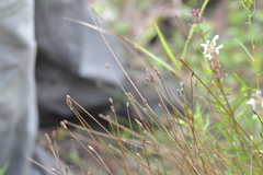 Eleocharis tricostata