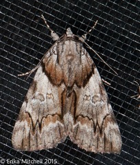 Catocala blandula